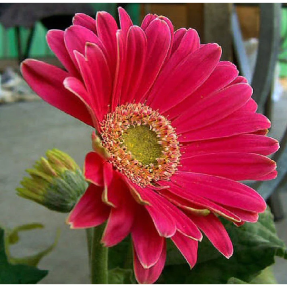 Gerbera Plant Dark pink – Top Bed Room2