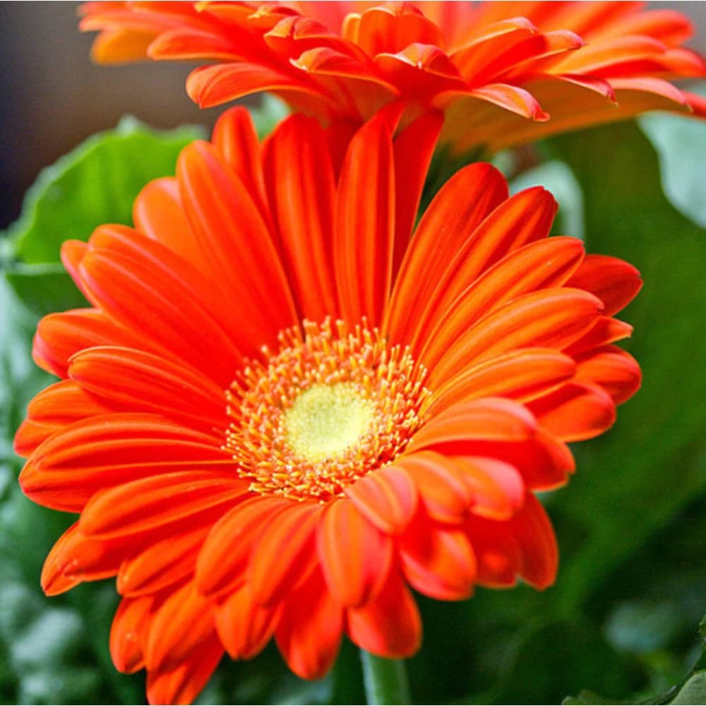 Gerbera Plant Orange – Top Bed Room.