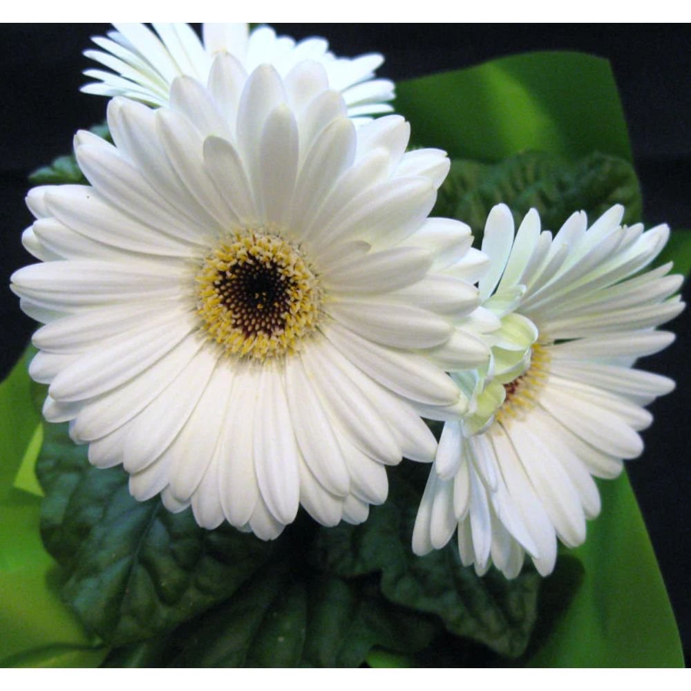 Gerbera Plant White – Top Bed Room