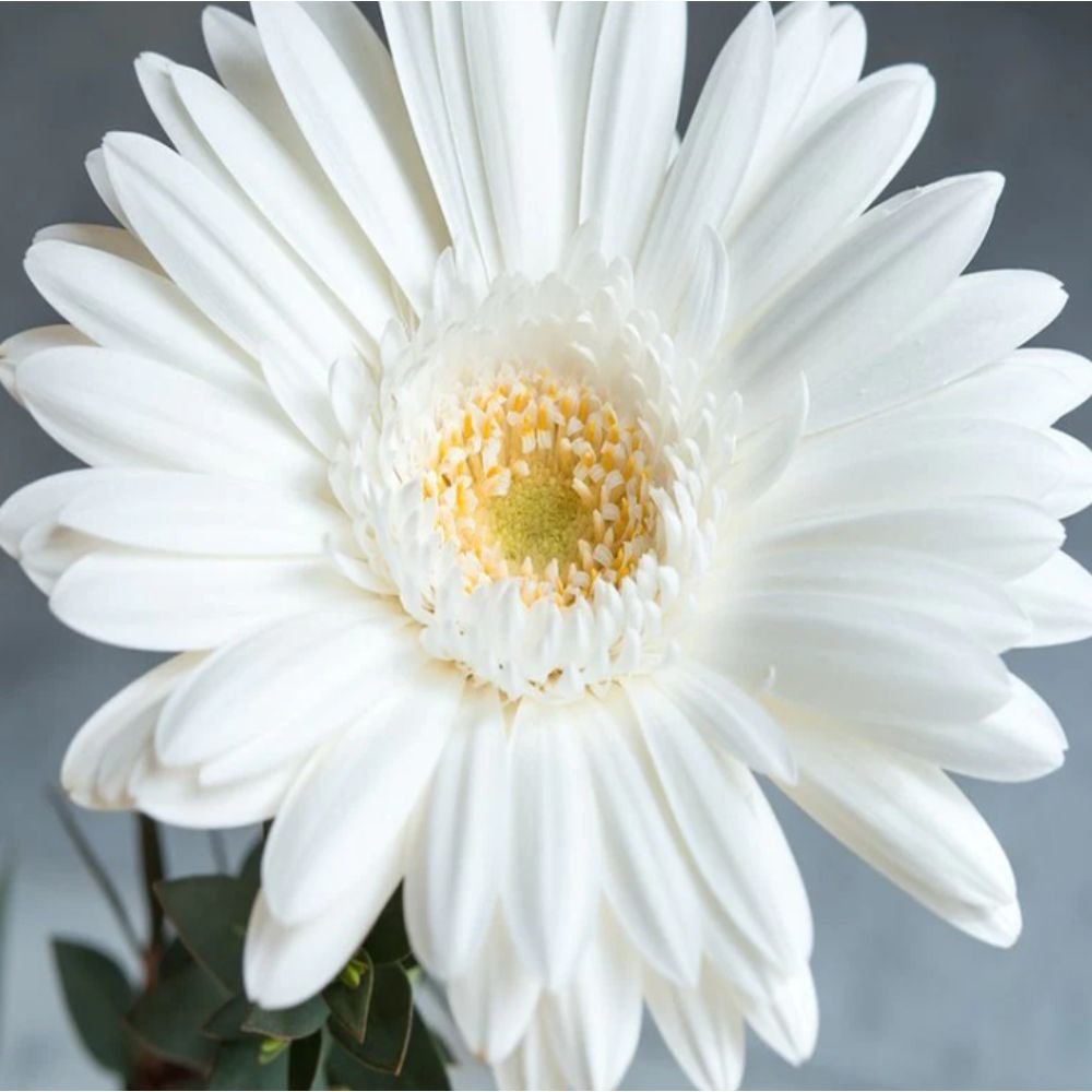 Gerbera Plant White – Top Bed Room2