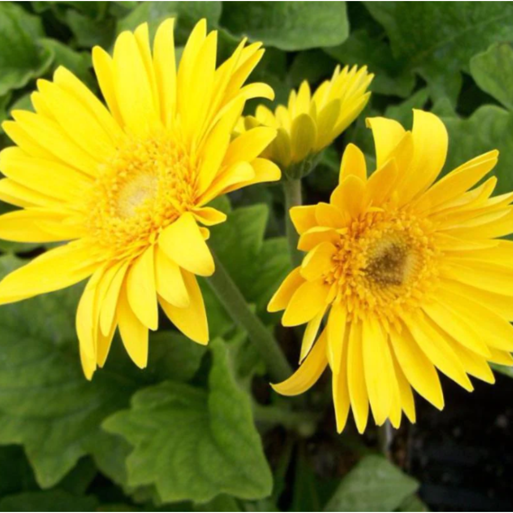 Gerbera Plant Yellow – Flowering Plants