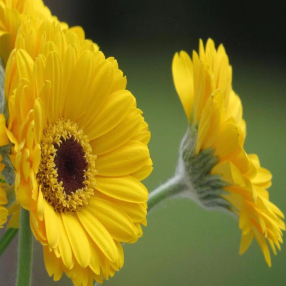 Gerbera Plant Yellow – Flowering Plants2