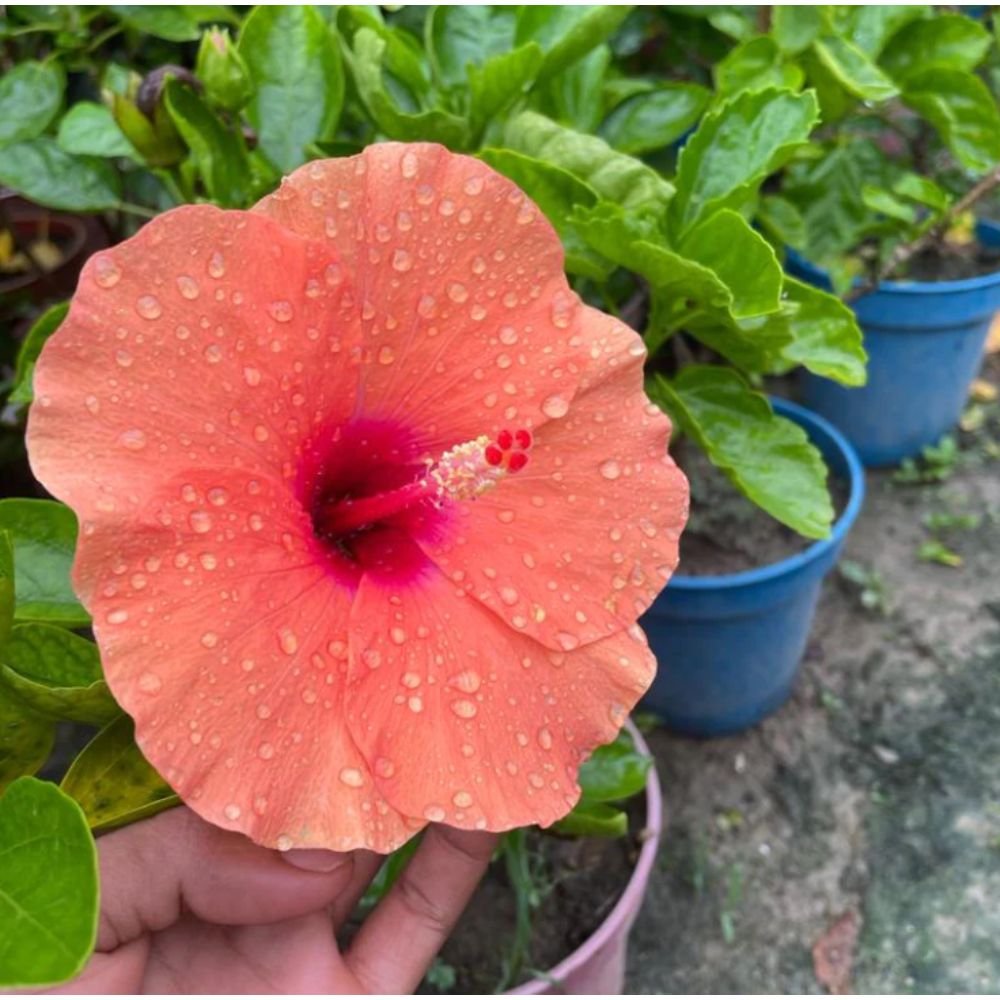 Hibiscus Plant – Gudhal Plant