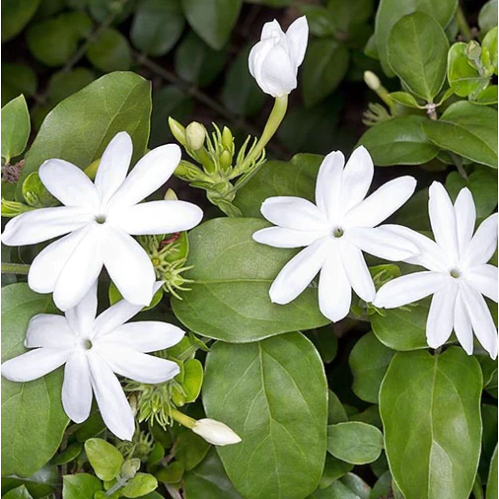 Jasminum multiflorum – Flowering Creeper