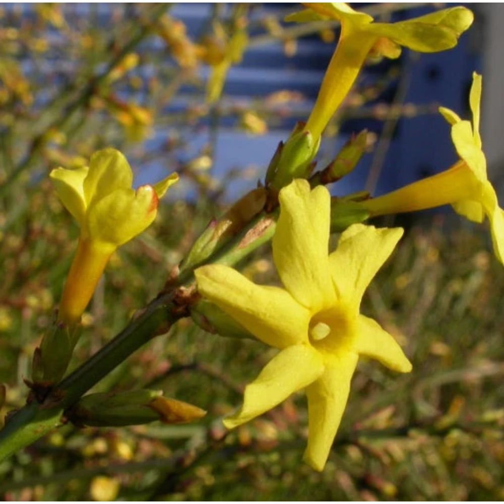 Jasminum nudiflorum – Creepers & Climbers2