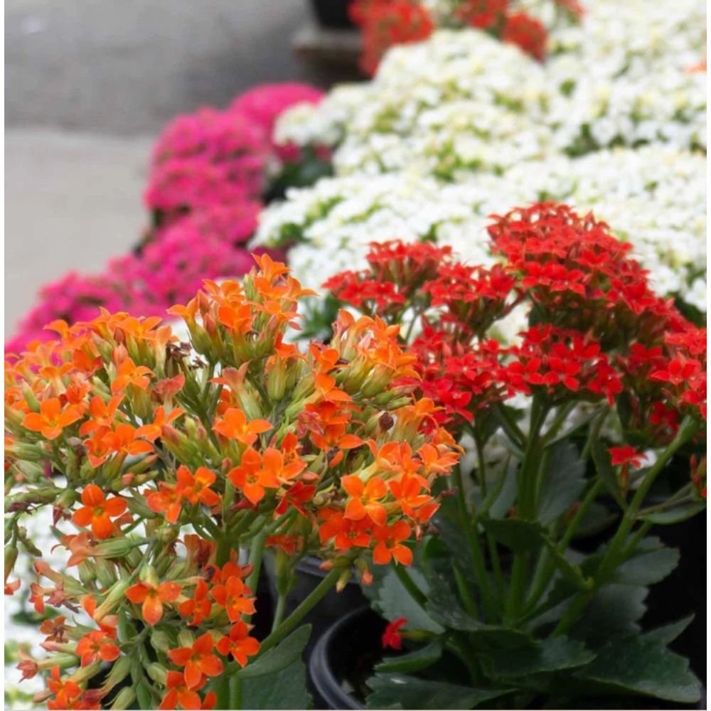 Kalanchoe Blossfeldiana Hybrida Red – GIFT PLANTS2