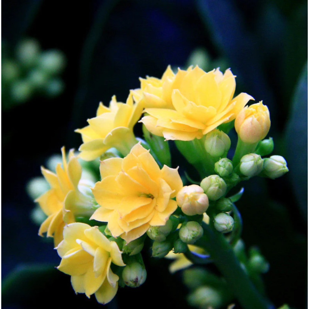 Kalanchoe Blossfeldiana Hybrida Yellow – Flowering Plants