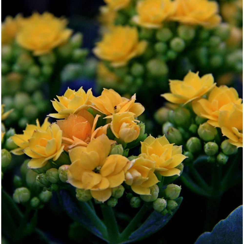 Kalanchoe Blossfeldiana Hybrida Yellow – Flowering Plants2