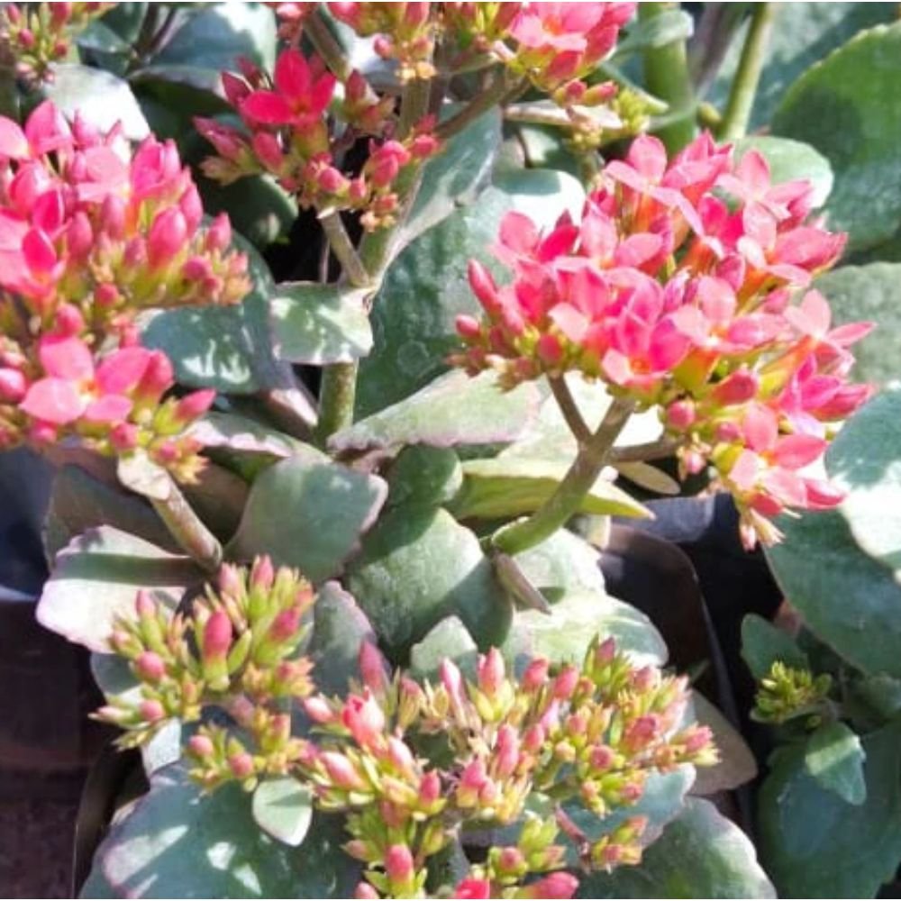 Kalanchoe blossfeldiana red single – Flowering Plant 2