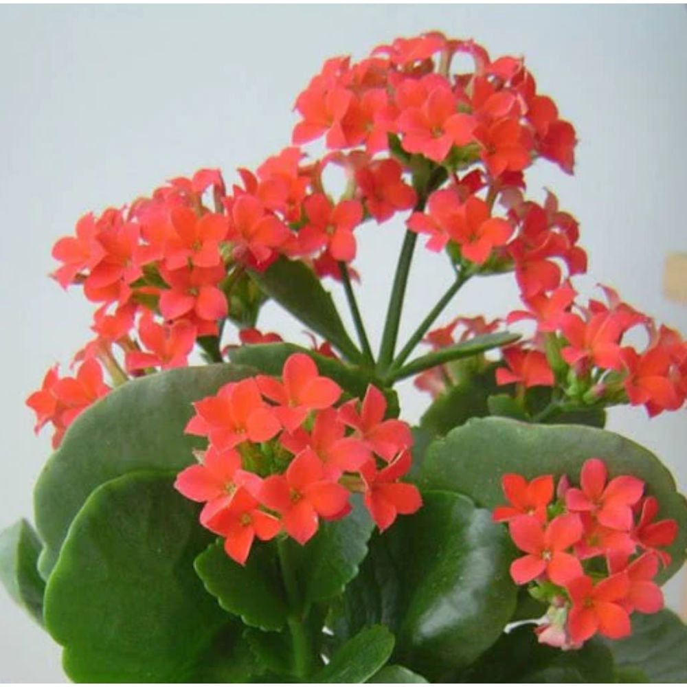 Kalanchoe blossfeldiana red single – Flowering Plant