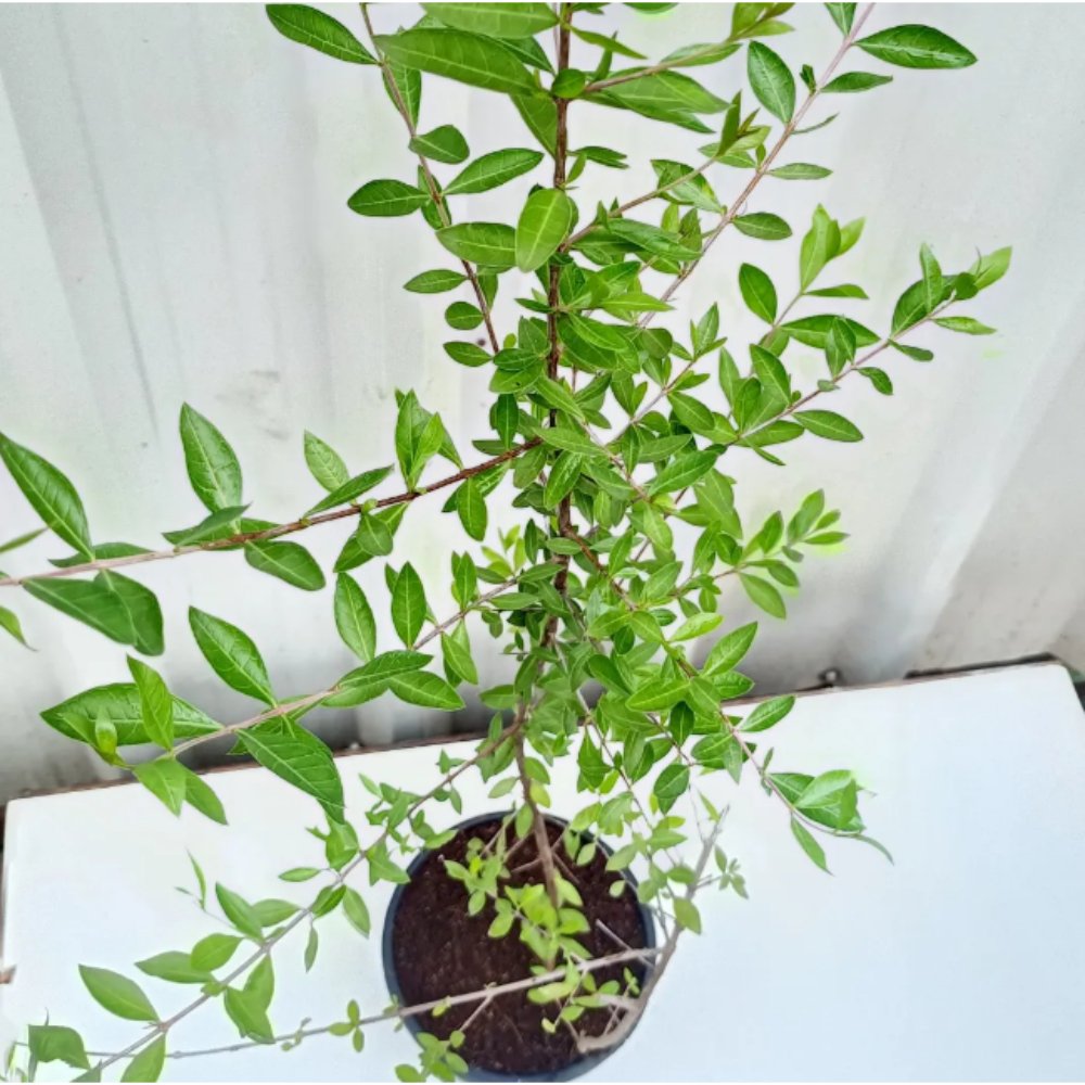 Lawsonia inermis- Henna Mehendi – Plant 2