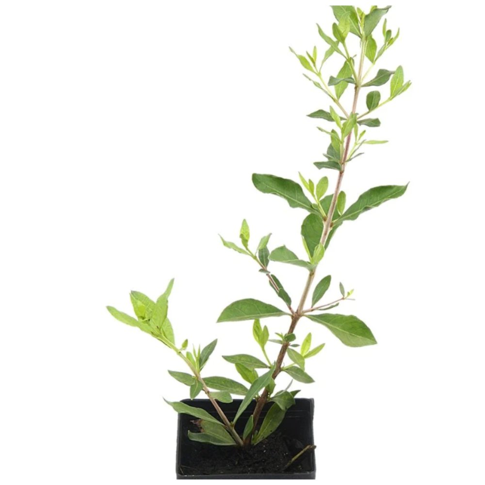 Lawsonia inermisHennaMehendi Plant – Plant