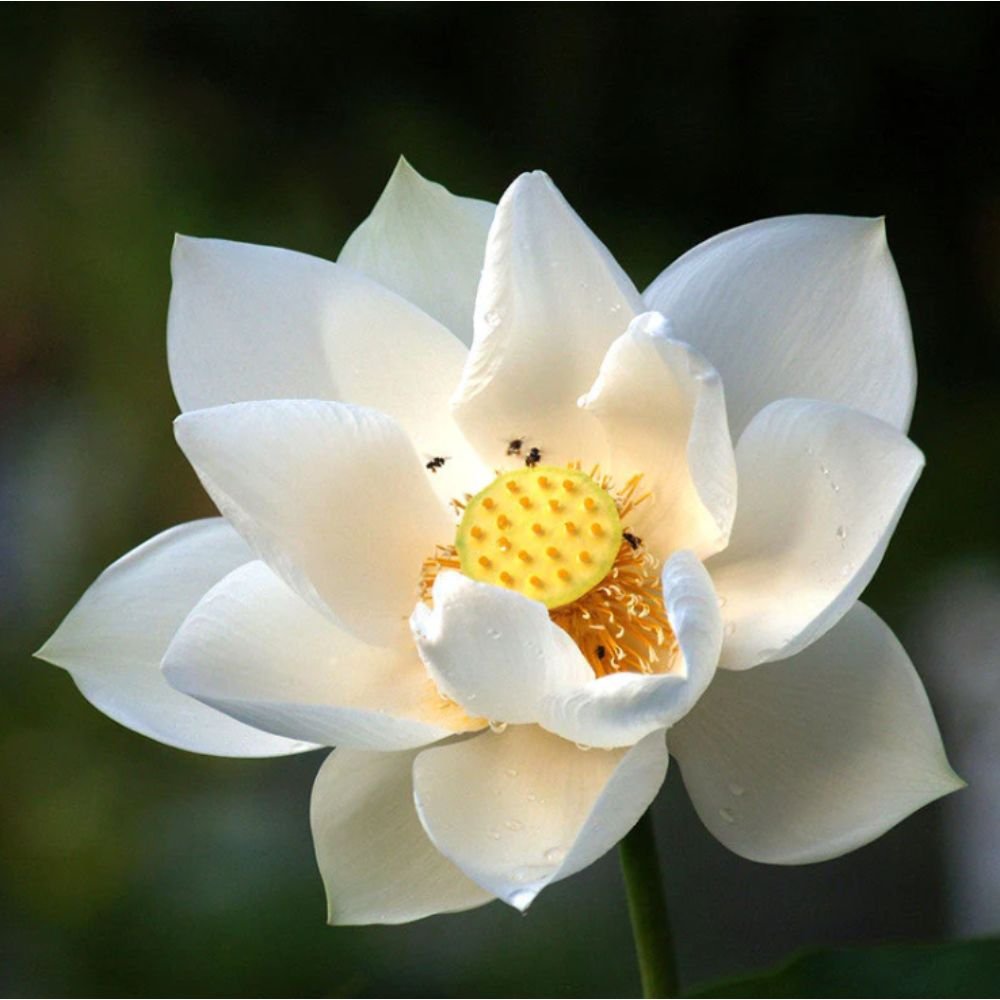 Lotus White – Aquatic Plants