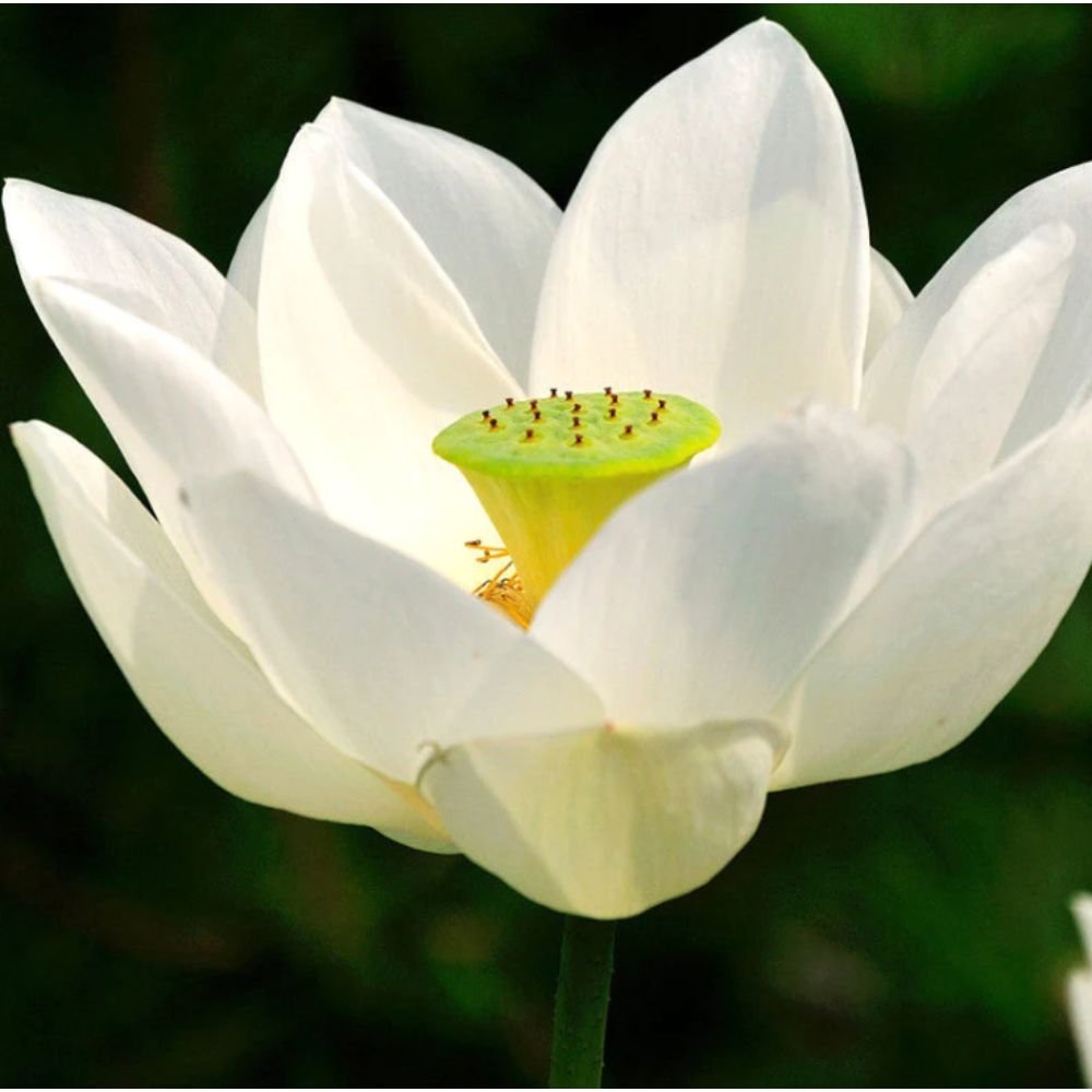 Lotus White – Aquatic Plants2