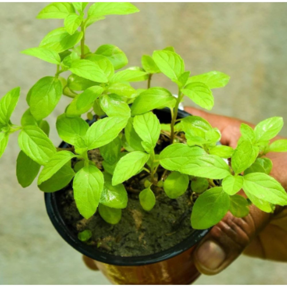 Mint Tulasi – Annual Herbs 2