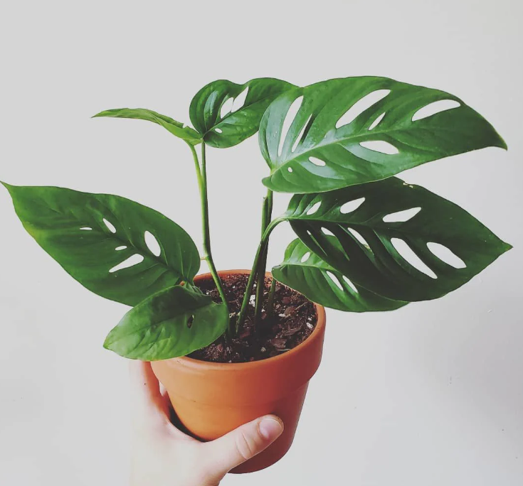 Monstera obliqua – Indoor Plants 2