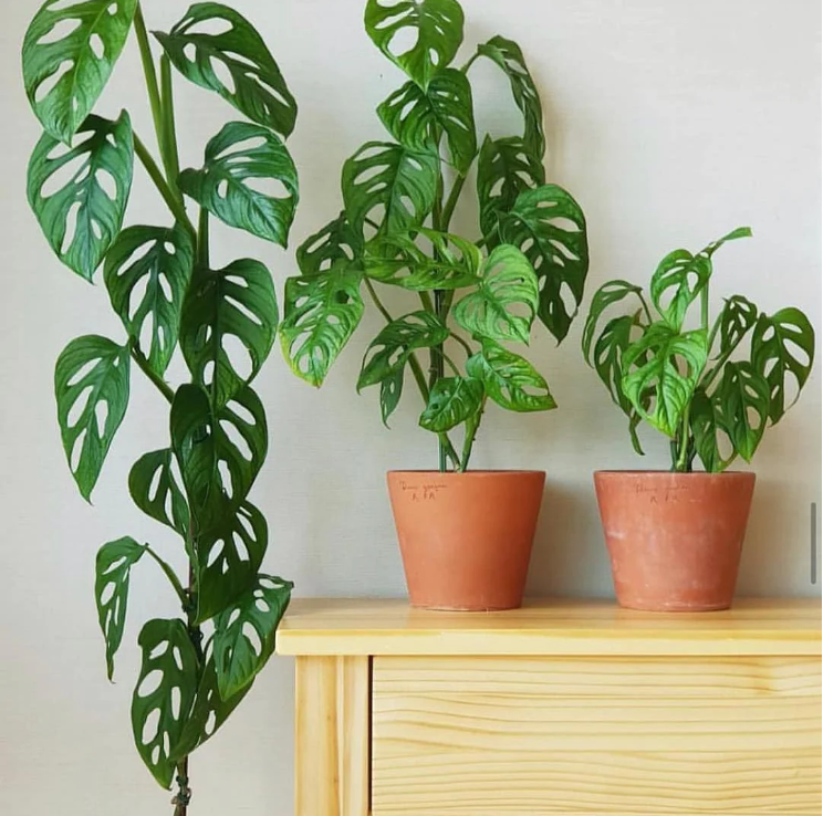 Monstera obliqua – Indoor Plants