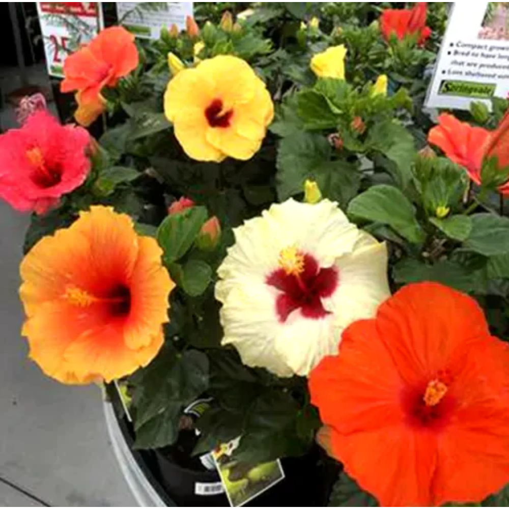 Multicolor Hibiscus, Gudhal Multigrafted (5-6 color)