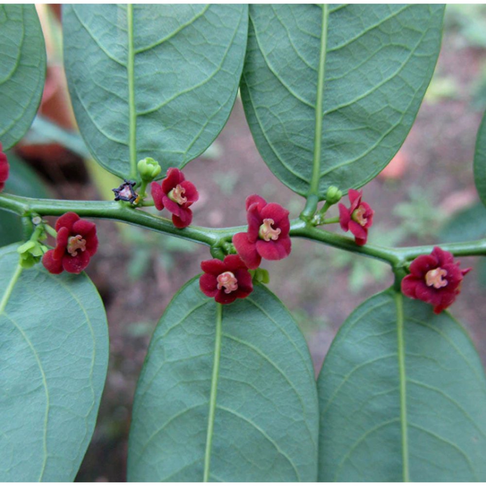 Multivitamin Plant – Herb Plants 2
