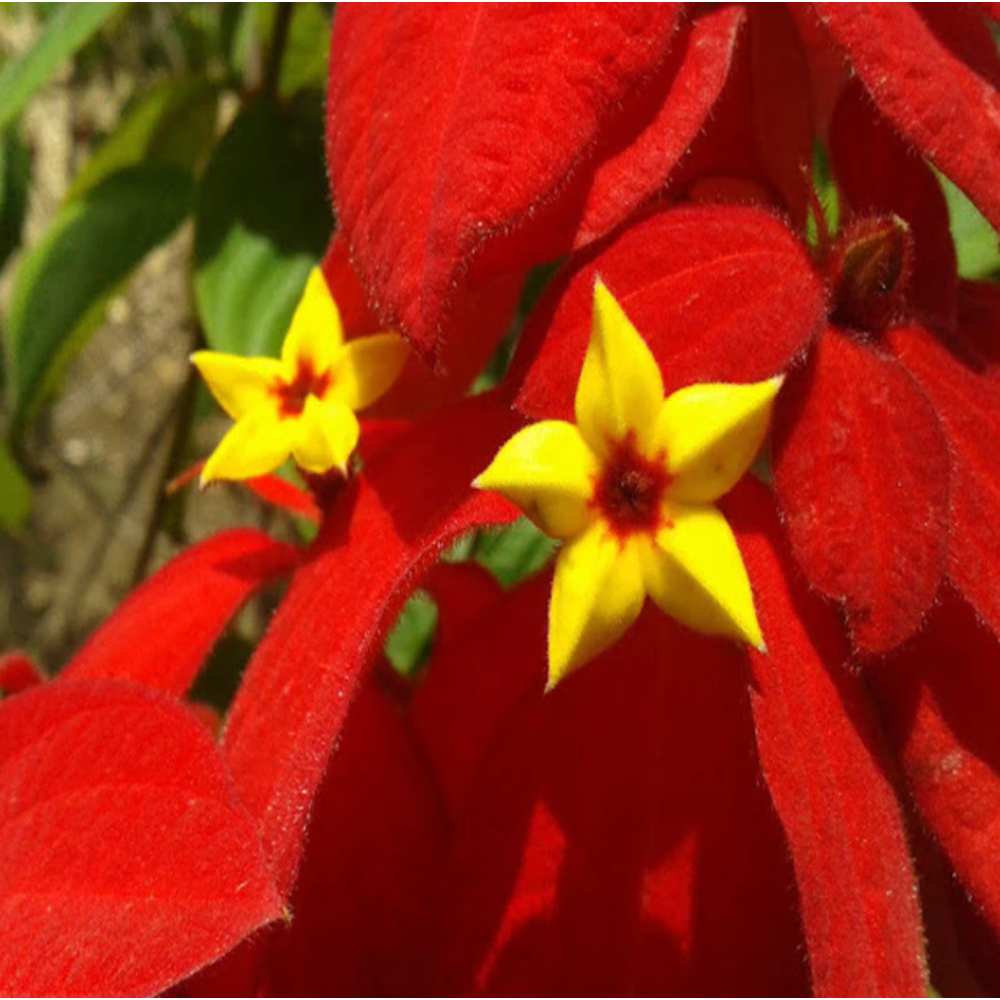 Mussaenda Red – Flowering Shrubs