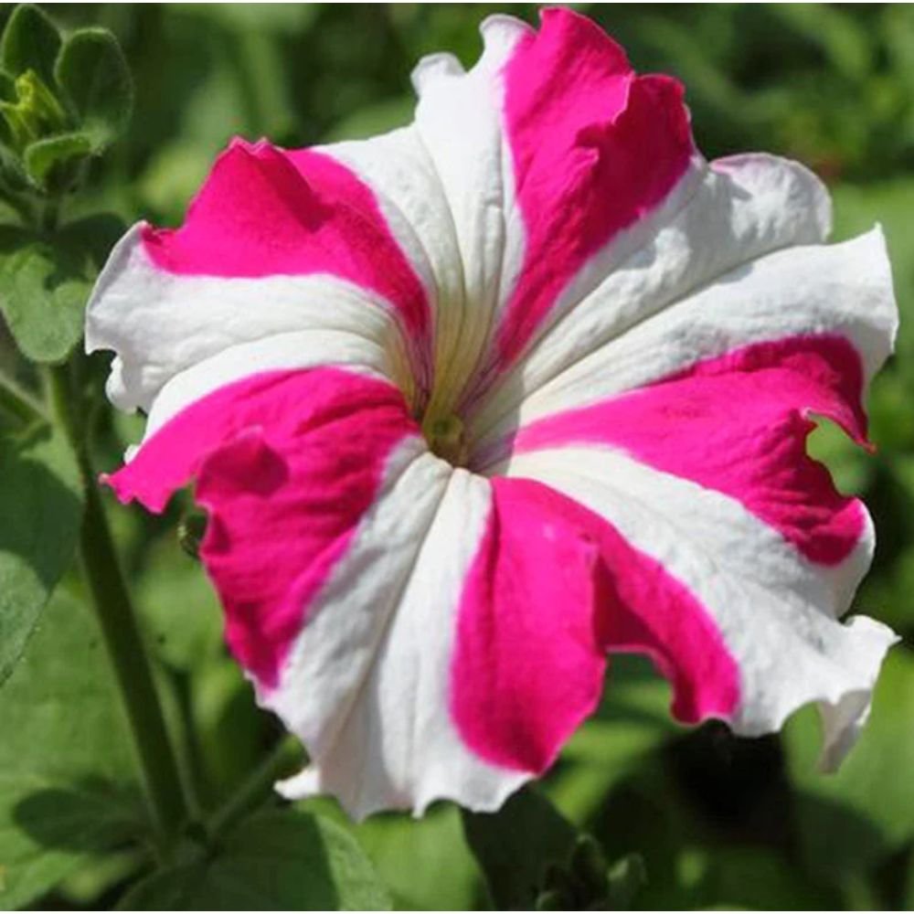 Petunia Pink and White – SEASONALS