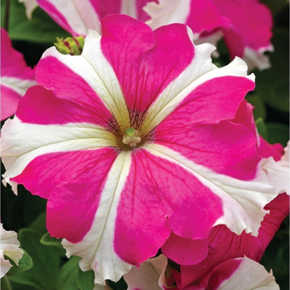 Petunia Pink and White – SEASONALS2