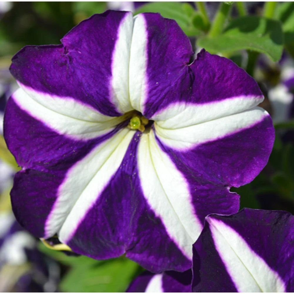 Petunia Purple and White – SEASONALS