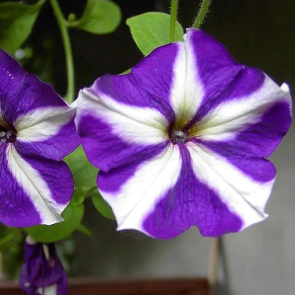 Petunia Purple and White – SEASONALS2