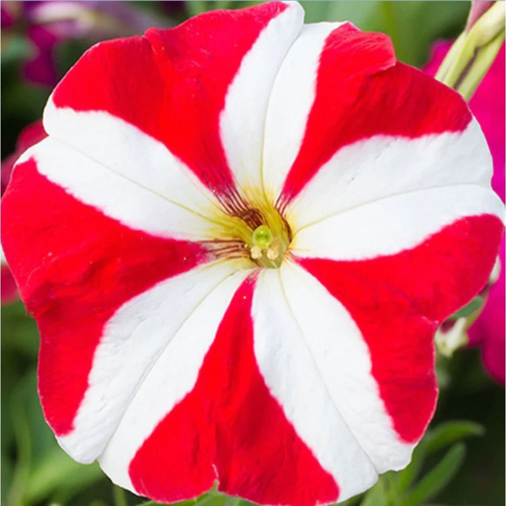 Petunia Red and White – SEASONALS