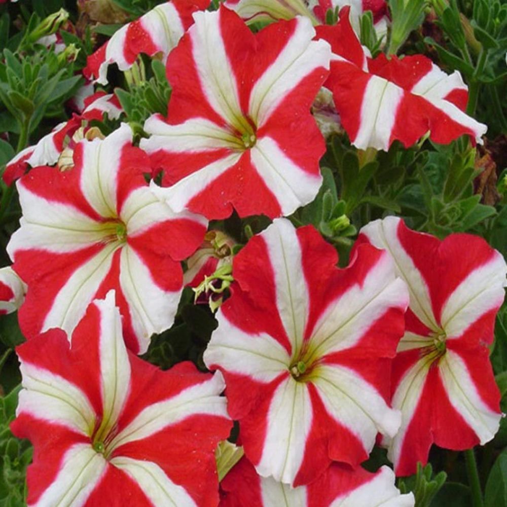Petunia Red and White – SEASONALS2