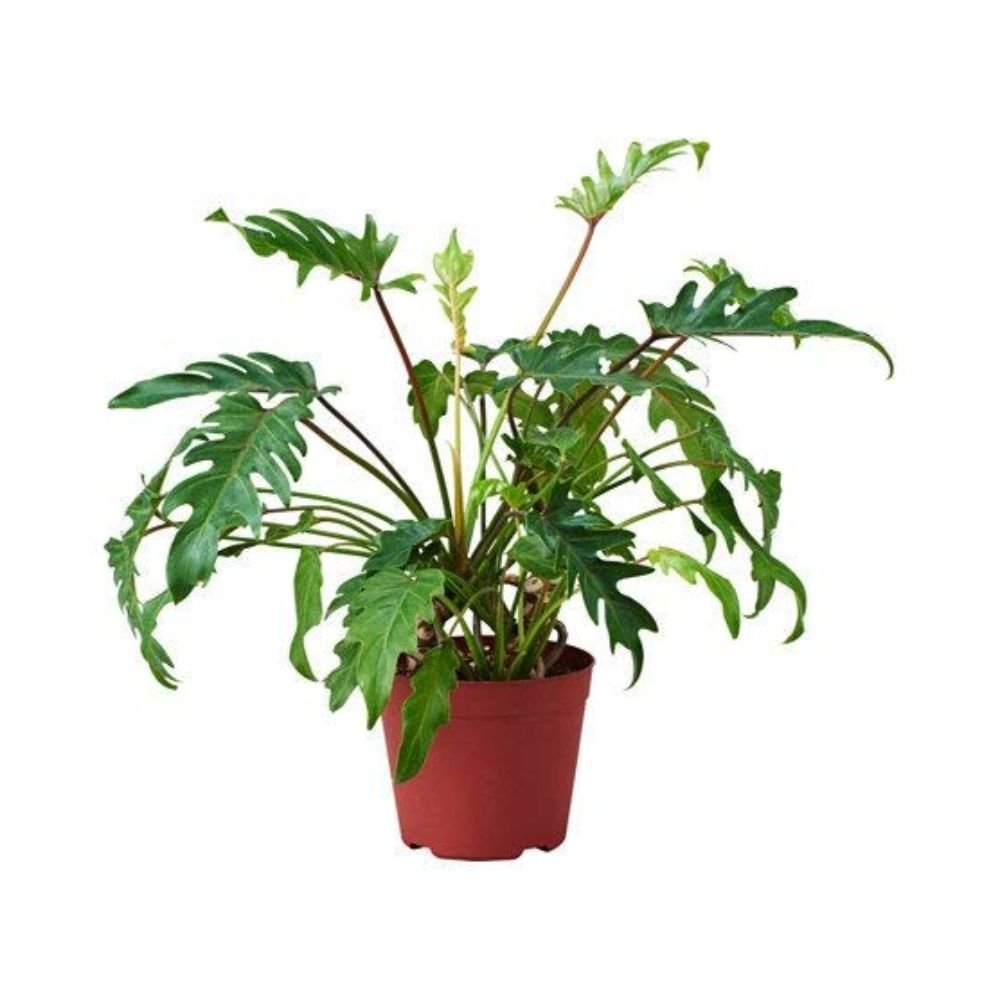 Philodendron xanadu Green