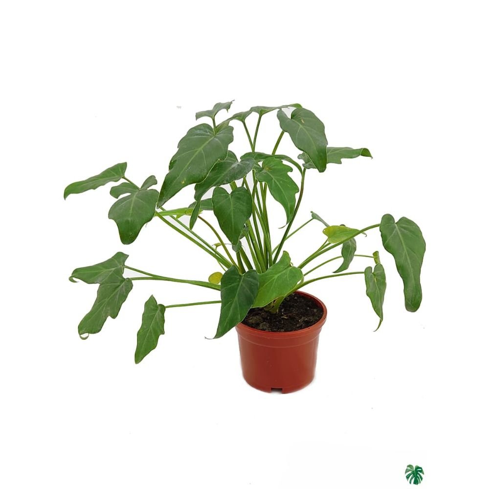 Philodendron xanadu Green2