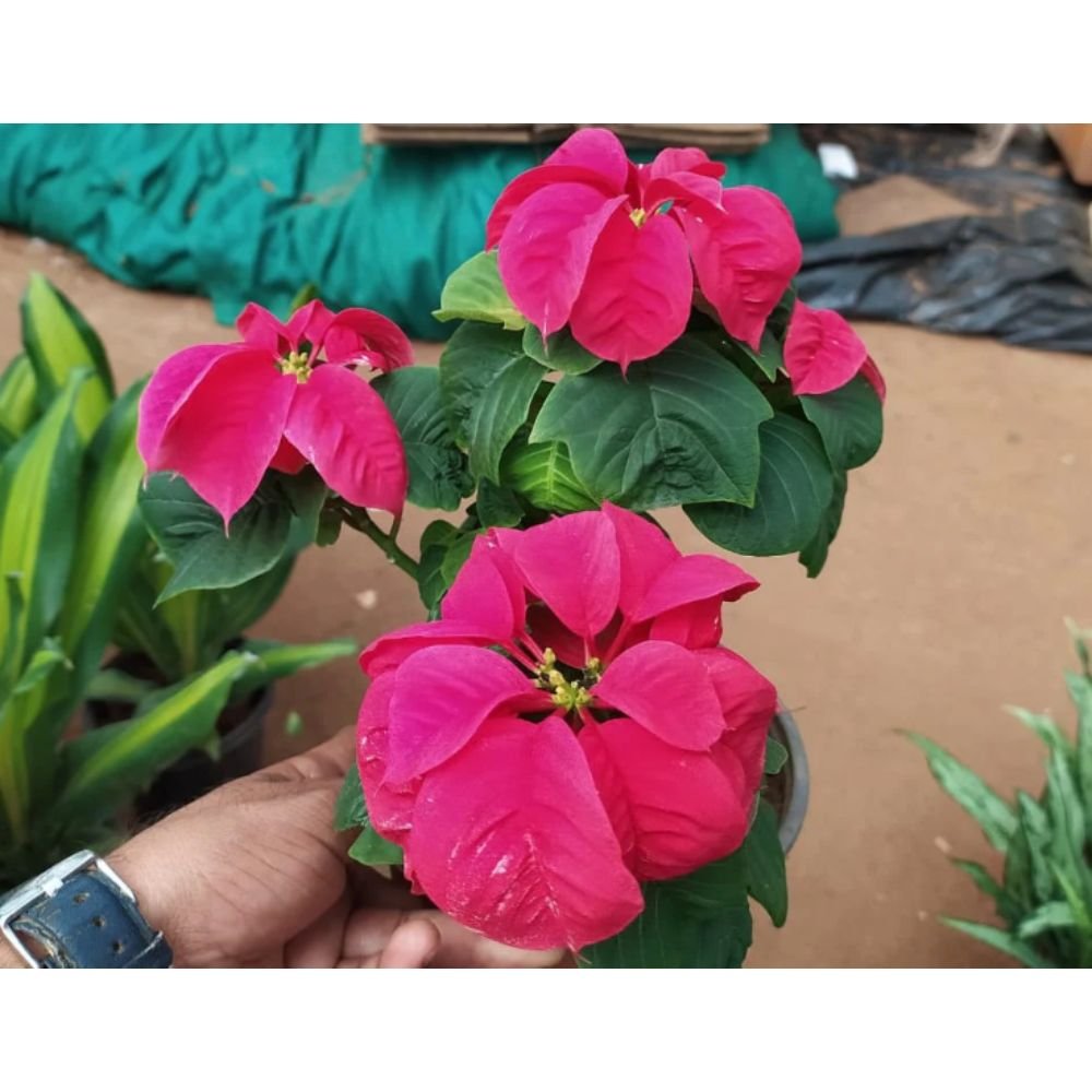 Poinsettia Red Curl – Indoor Flowering Plants