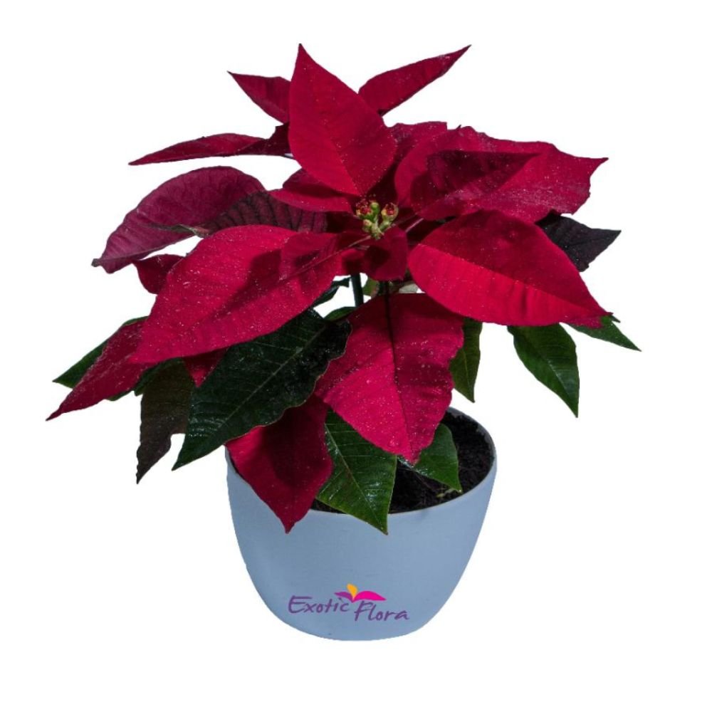 Poinsettia Red – SEASONALS