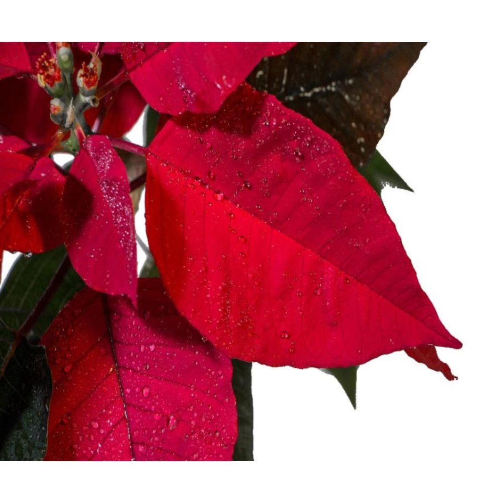 Poinsettia Red – SEASONALS2