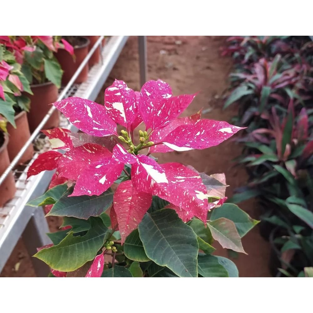 Poinsettia Red Spotted – Indoor Flowering Plants