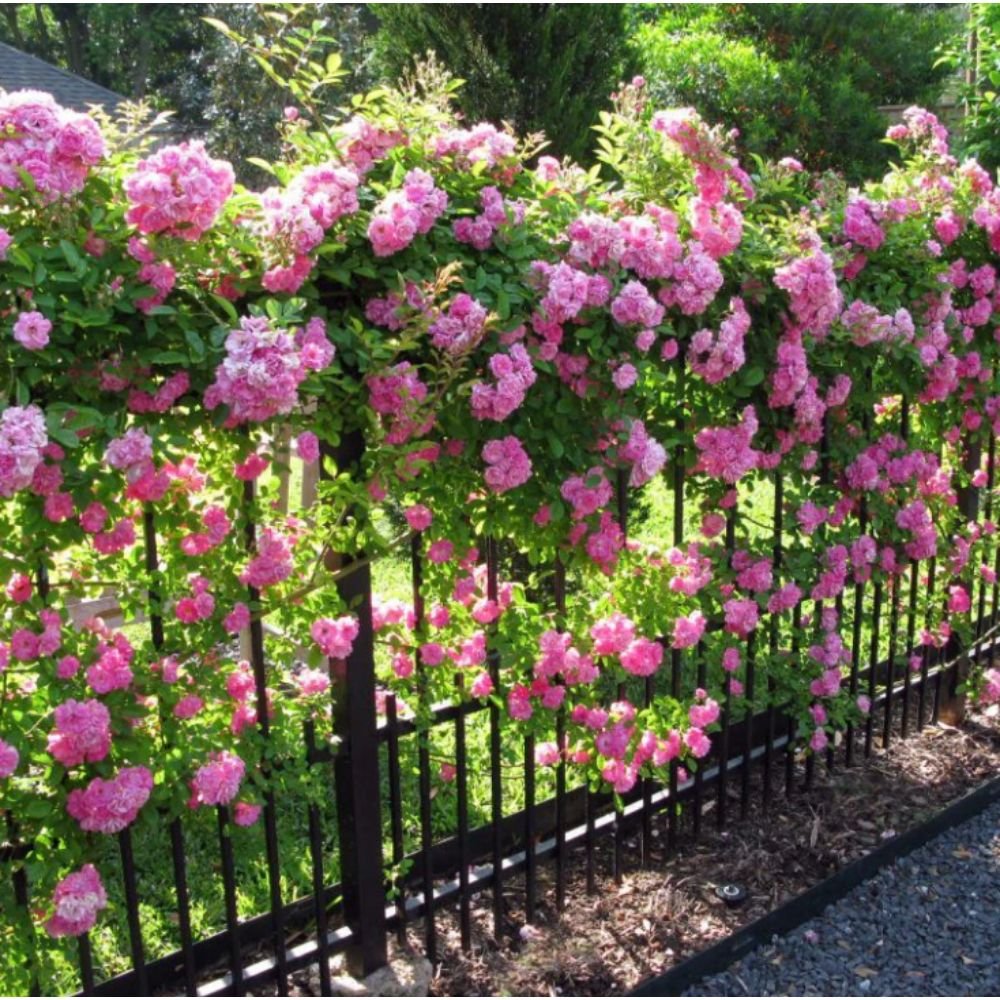 Rosa Crimson Glory Pink – Creepers & Climbers