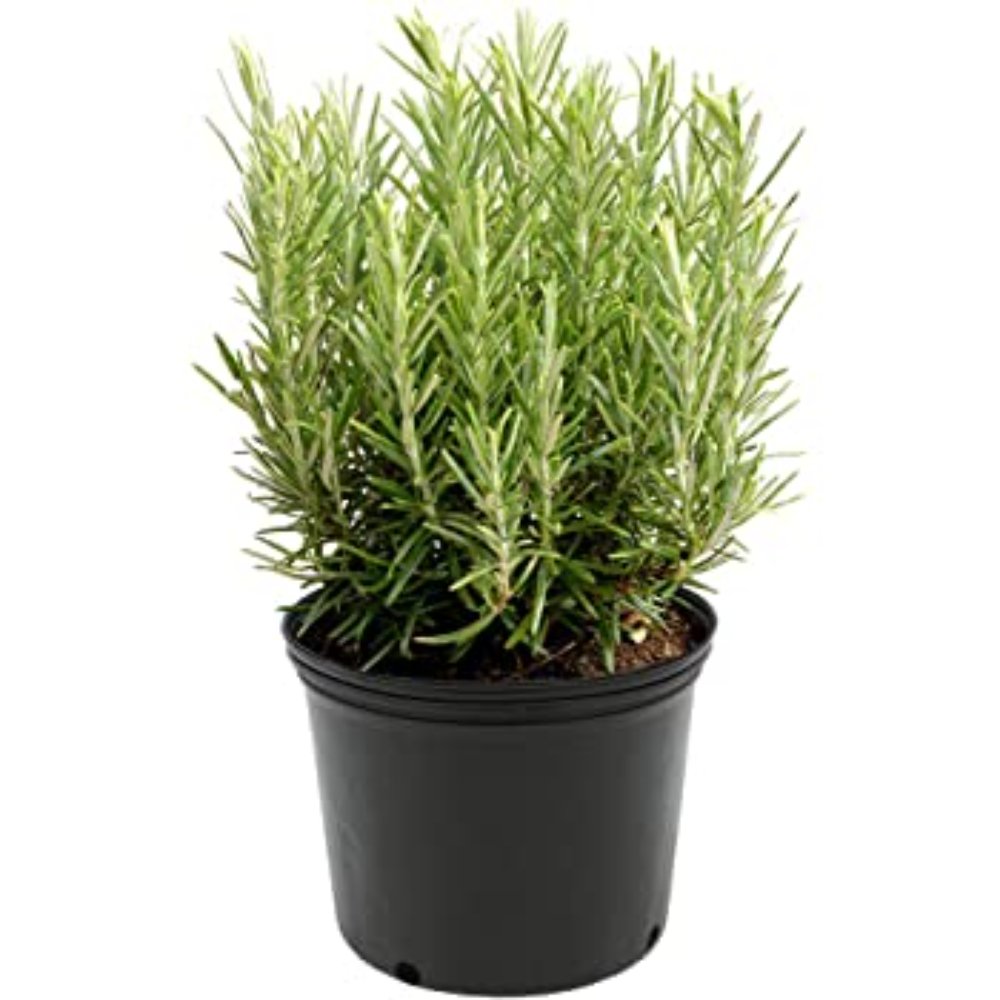Rosemary Plant – Herbs 2