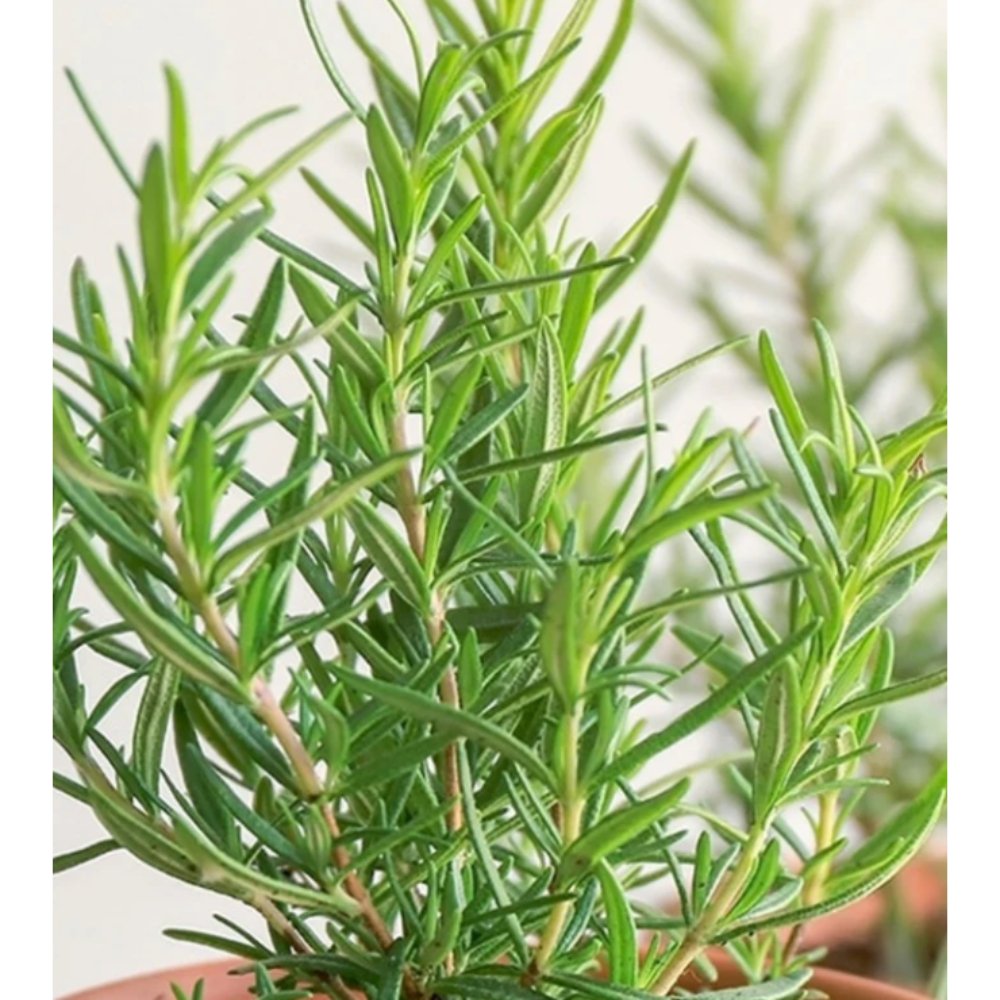 Rosemary Plant – Herbs