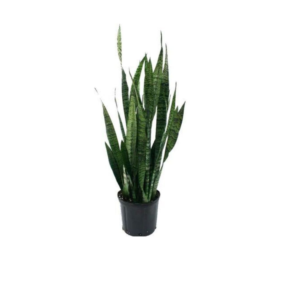 Sansevieria Snake Plant-Green – IndoorOutdoor Plants