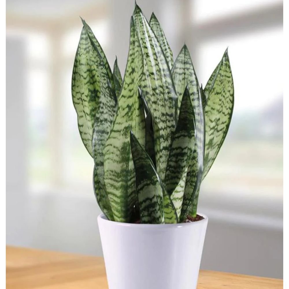 SansevieriaSnake Plant-Green – IndoorOutdoor Plants 2