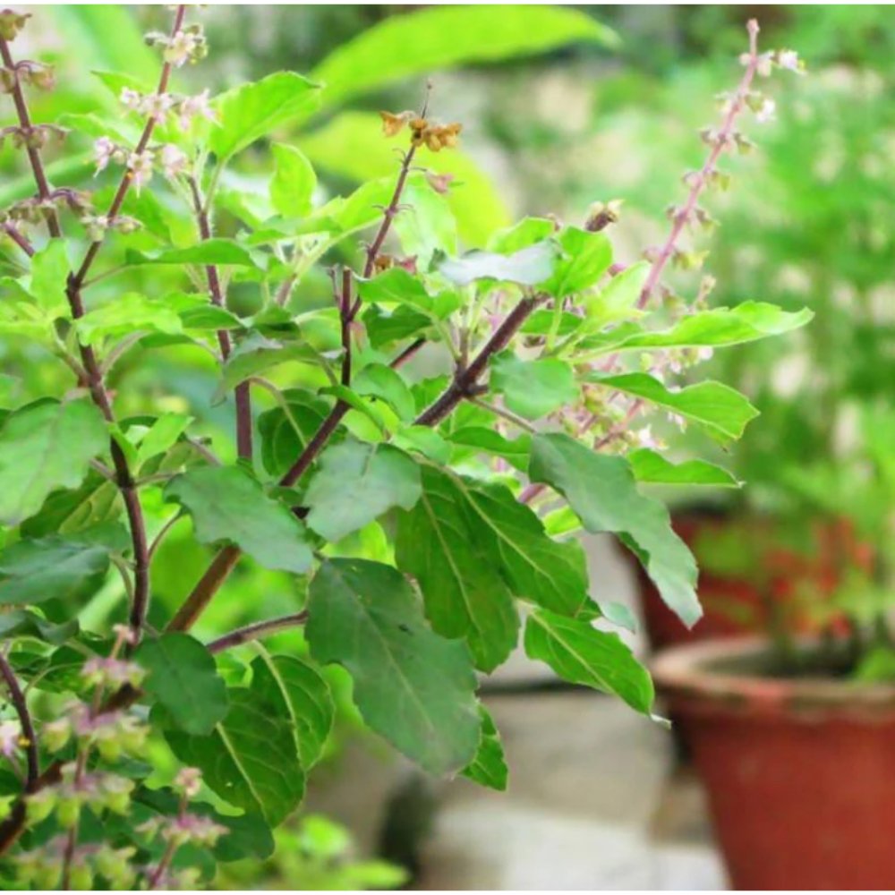 Sree Lakshmi Tulasi – Auspicious Plant 3