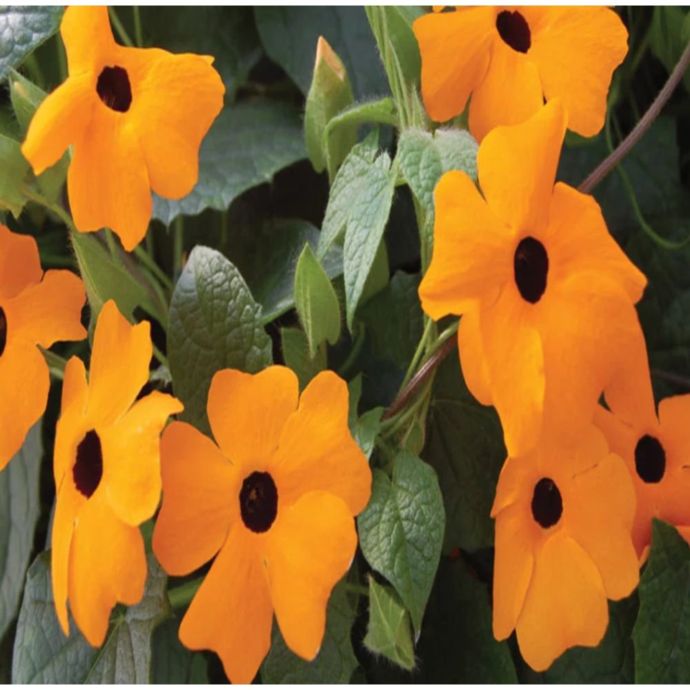 Thunbergia AlataBlack-Eyed Susan- Creepers & Climbers