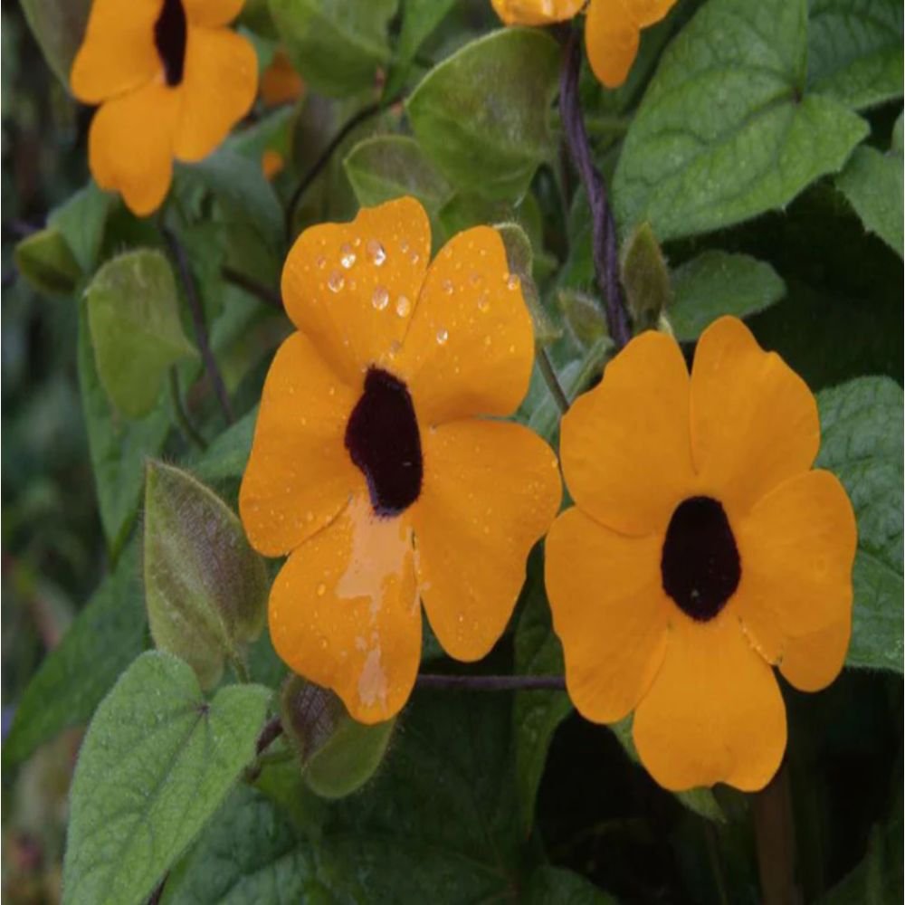 Thunbergia AlataBlack-Eyed Susan- Creepers & Climbers2