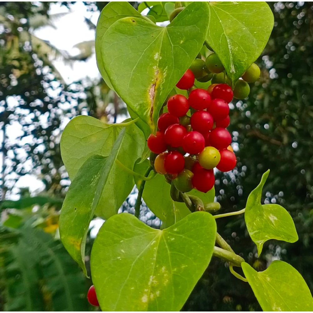 Tinospora cordifolia Plant