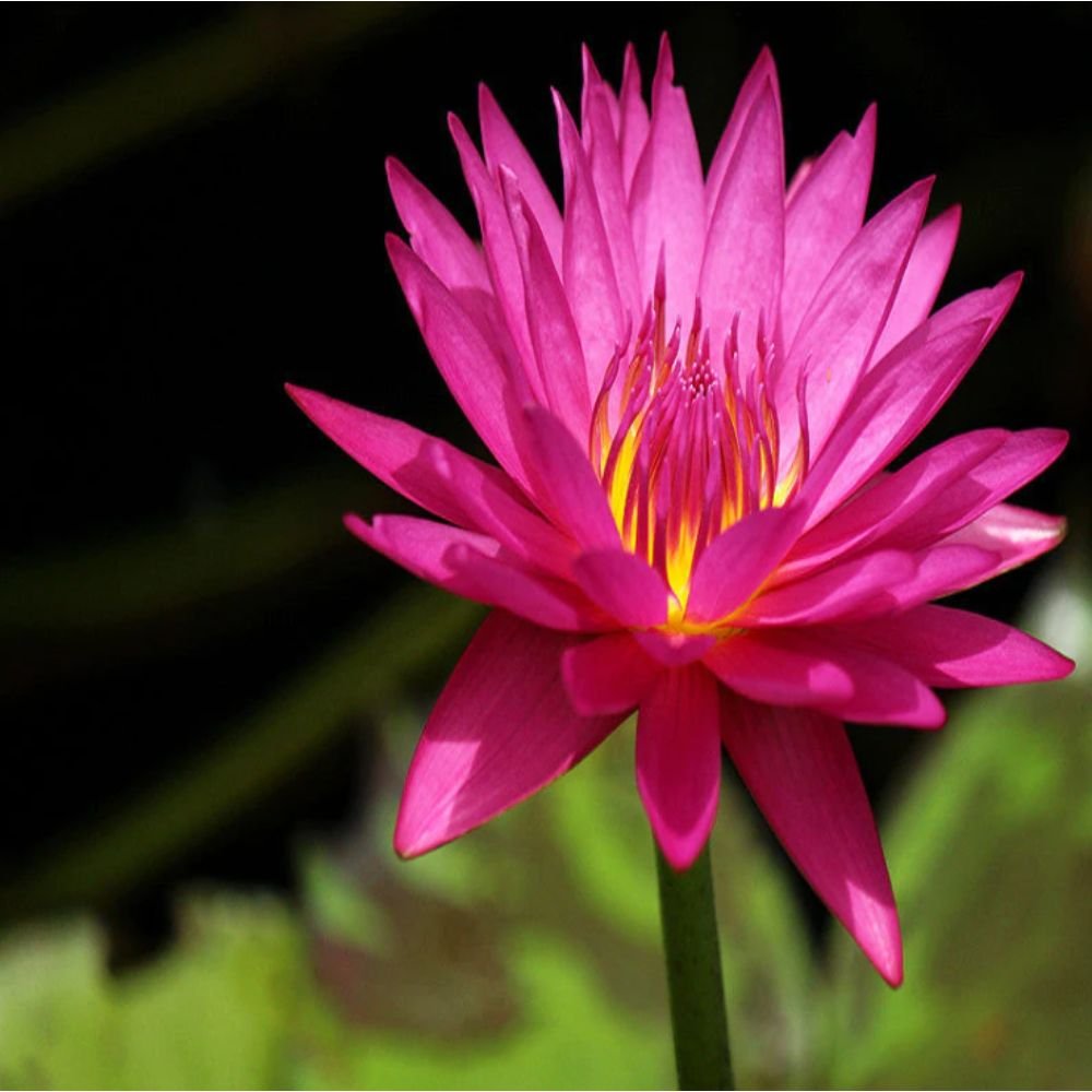 Water Lily Hybrid Pink – Aquatic Plants