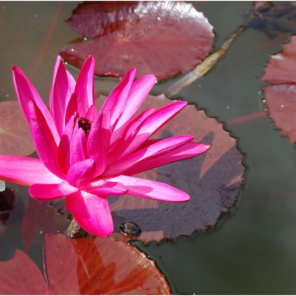 Water Lily Hybrid Pink – Aquatic Plants2