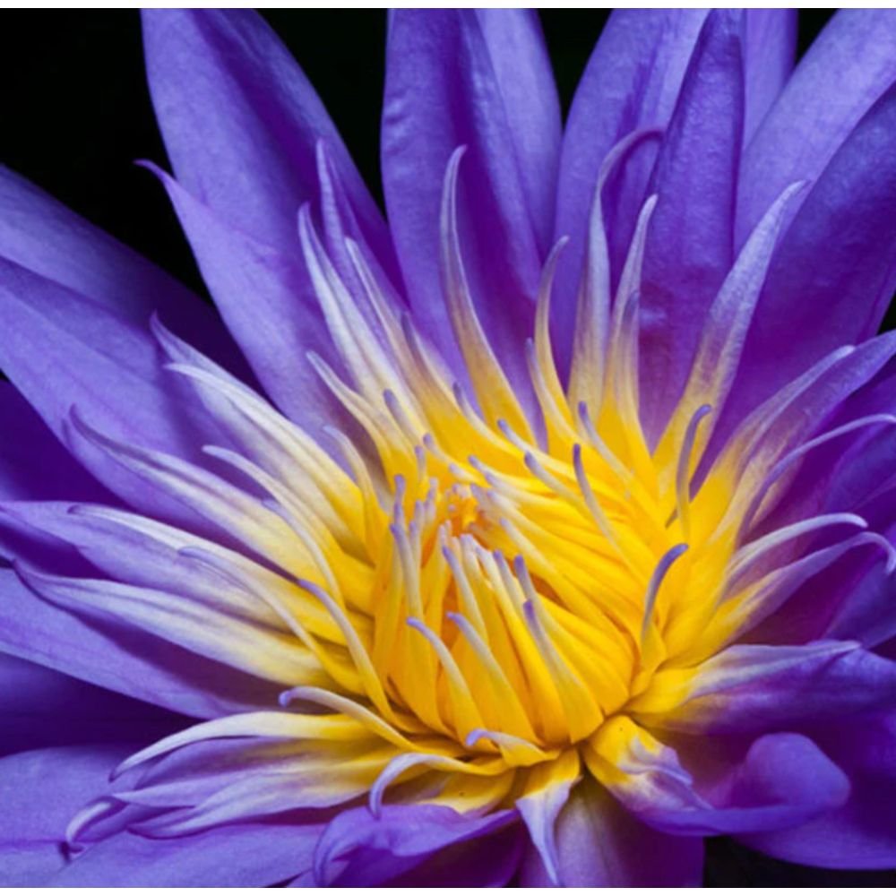 Water Lily Purple – Aquatic Plants2