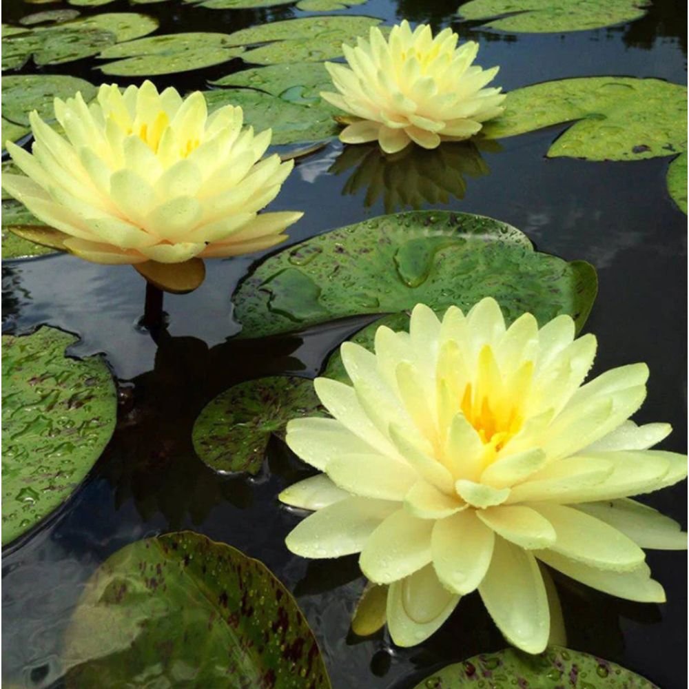 Water Lily Yellow – Aquatic Plants2