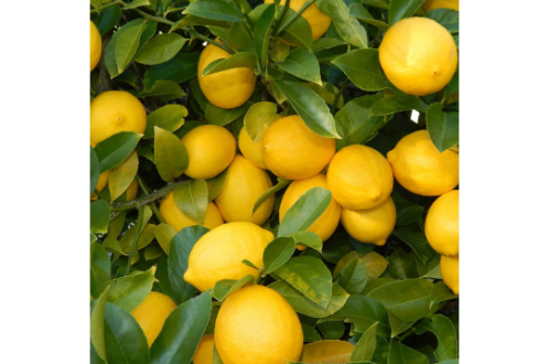 Seedless Lemon Plant  -Seedless Yellow Lemon Plant